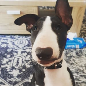 Picture of Murray