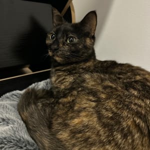 Picture of Poppy