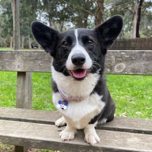 Picture of Mochi