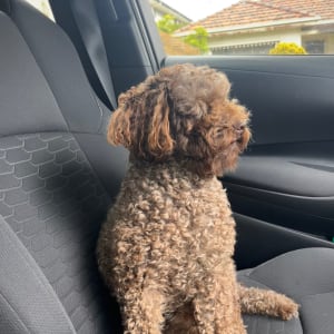 Picture of Frankie