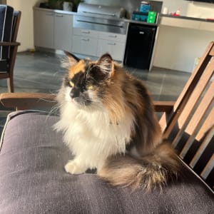 Picture of Ivy