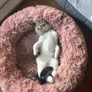 Picture of Cosmo