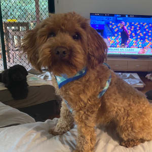 Picture of Teddy Bear