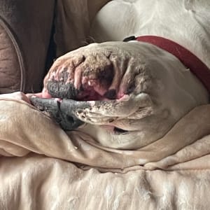 Picture of Bonty