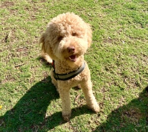 Picture of Teddy Bu