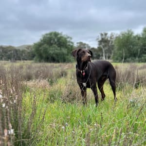 Picture of Torippā (aka Trippy)