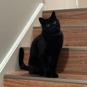 Picture of Salem