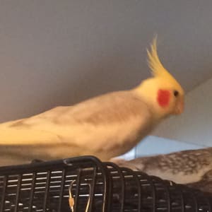 Picture of Whitey
