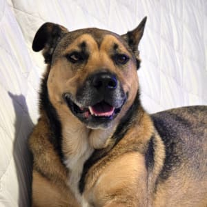 Picture of Rocky