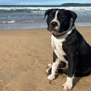 Picture of Sarge