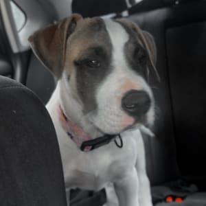 Picture of Bindie