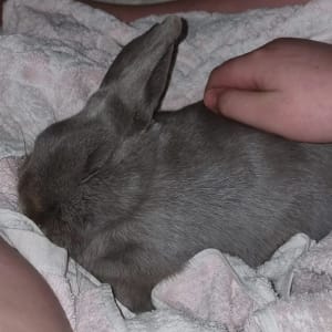 Picture of Rabbity