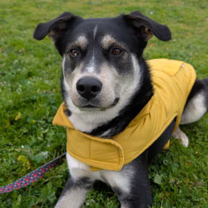 Picture of Shiloh