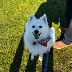 Picture of Toto