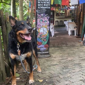 Picture of Chevy
