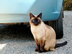 Picture of Tabitha