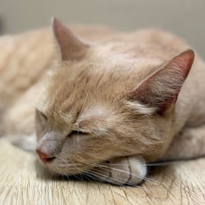 Picture of Cinnamon