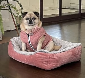 Picture of Peppa Pug