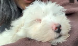 Picture of Dex