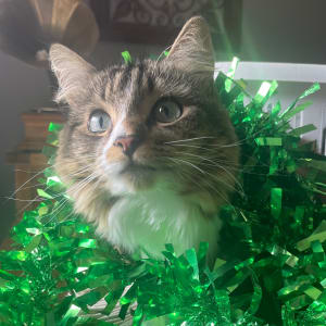 Picture of SnuggleBugg