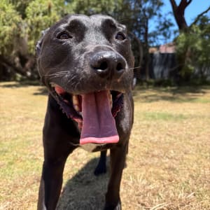 Picture of Jax
