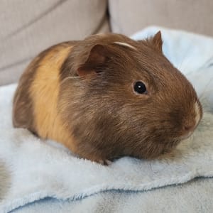 Picture of Maple