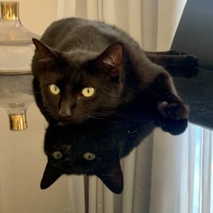 Picture of Salem