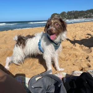 Picture of coco