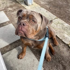 Picture of Rolo