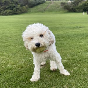 Picture of Loki 