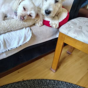 Picture of Blondie and Tilly