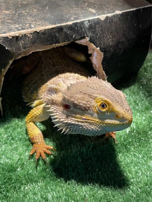 Picture of Yoshie the Bearded Dragon