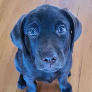 Picture of Reese