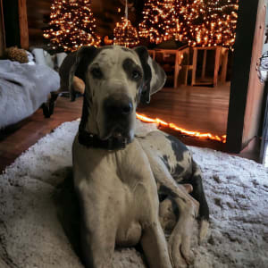 Picture of Marshmallow