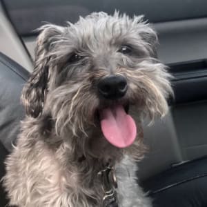 Picture of Rosie