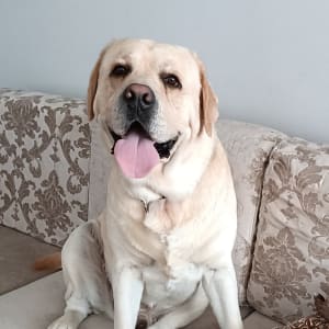 Picture of Tyke