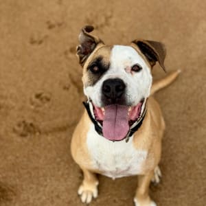 Picture of Zeus