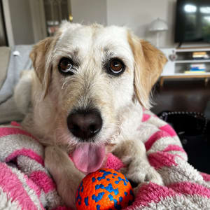 Picture of Lola