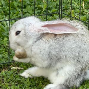 Picture of Bugz