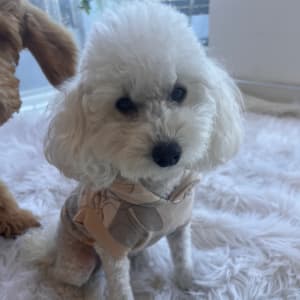 Picture of Honey