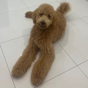 Picture of Miles