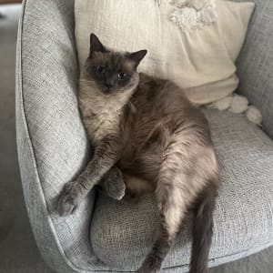 Picture of Moo Moo