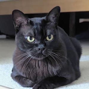 Picture of Harry