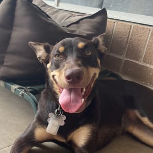Picture of Elsa
