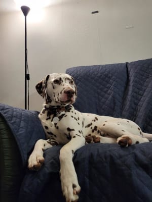 Picture of Knightley