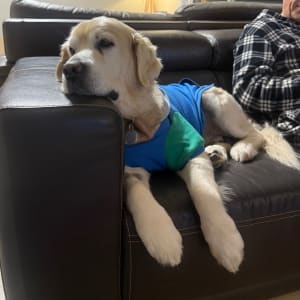 Picture of Cooper