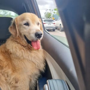 Picture of Oscar