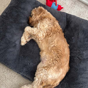 Picture of Eddie