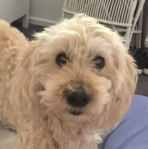 Picture of Cuddles (💐Sadly she passed away in 2023)