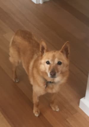 Picture of Goldie (💐Sadly she passed away in late 2023).